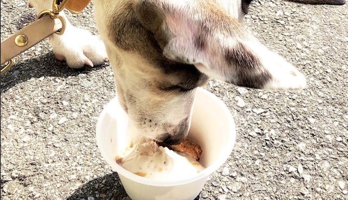 Ice cream for dogs near me store
