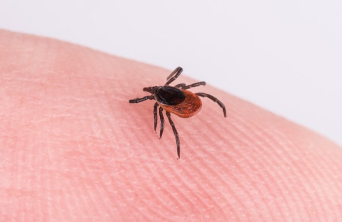  That's a tick. Photo Shutterstock