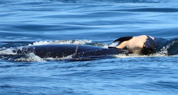  FILE - In this file photo taken Tuesday, July 24, 2018, provided by the Center for Whale Research, a baby orca whale is being pushed by her mother after being born off the Canada coast near Victoria, British Columbia. Whale researchers are keeping close watch on an endangered orca that has spent the past week carrying and keeping her dead calf afloat in Pacific Northwest waters. The display has struck an emotional chord around the world and highlighted the plight of the declining population of southern resident killer whales that has not seen a successful birth since 2015.(Michael Weiss/Center for Whale Research via AP)