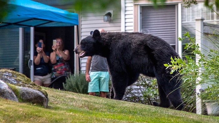  Even though Coquitlam is designated as a Bear Smart community, there are still bear encounters in the city like this one on Plateau Drive. Port Moody will spend more than $20,000 to hire a consultant to devise a bear management plan for the city with the goal of getting recognized as Bear Smart as well. (Photograph By ENRIQUE WAIZEL PHOTO)