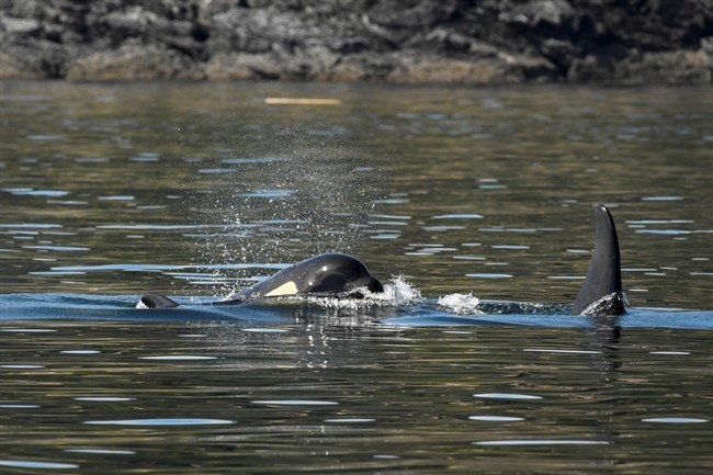  American and Canadian scientists are considering a Hail Mary effort to save an endangered four-year-old killer whale, known as J50, which appears emaciated, lethargic and has lost about 20 per cent of its body weight. J50, left, is seen in U.S. waters off Washington state in a July 21, 2018, handout photo. THE CANADIAN PRESS/HO-NOAA, NOMADS-EXPEDITIONS.COM, Katy Laveck Foster