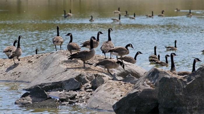  Geese on Vancouver Island.