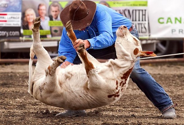  Calf roping at the 2016 Chilliwack Fair rodeo Photo VHS