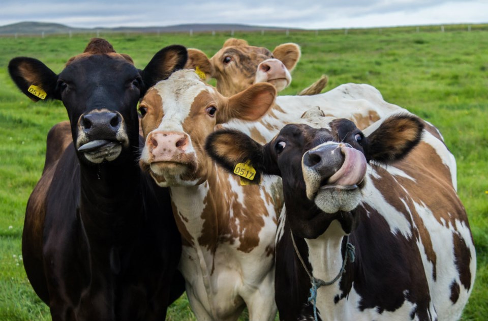  Cows/Shutterstock