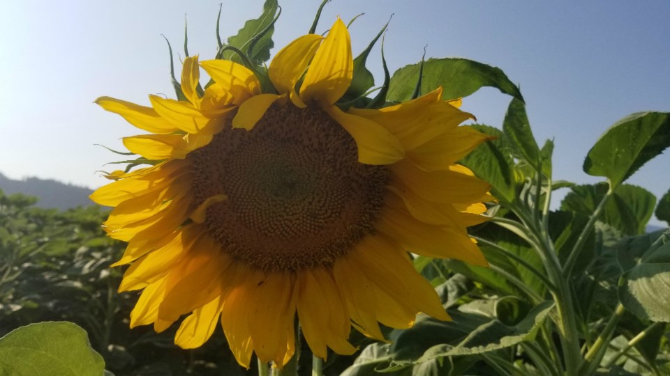  One of the first blooms Photo Chilliwack Sunflower Festival