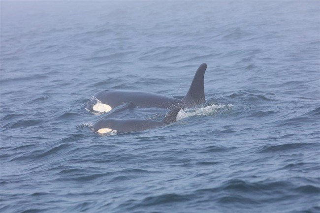  Southern Resident killer whale J50 and her mother, J16, are seen off the west coast of Vancouver Island near Port Renfrew, B.C., on August 7, 2018 in this handout photo. Scientists are reporting progress in the race to help an emaciated and endangered West Coast killer whale in the waters of the Salish Sea. Biologists with the National Oceanic and Atmospheric Association in the United States have tweeted that the team caught up with J50 and her pod near San Juan Island off Washington state. They were able to obtain a breath sample from the juvenile female orca to help assess any infection she might have and they also administered a dose of antibiotics. THE CANADIAN PRESS/HO - Fisheries and Oceans Canada - Brian Gisborne