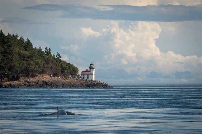  Killer whale J50 is shown near the Lime Kiln Lighthouse off the west side of San Juan Island, Washington, on August 11, 2018 handout photo. Whale researchers working to save an ailing killer whale have released live salmon into waters in front of the free-swimming orca. But they didn't see the critically endangered whale called J50 take any of the eight salmon dropped from a boat Sunday. THE CANADIAN PRESS/HO - NOAA Fisheries, Katy Foster