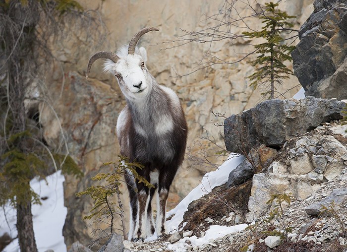  Thinhorn Mountain Sheep. Photo Shutterstock