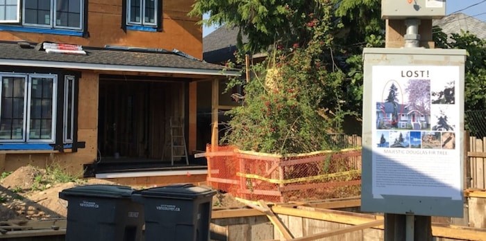  The removal of a 65-plus-year-old Douglas fir upset a number of East Vancouver residents who’ve started a petition to seek penalties against a developer and builder. Photo Grant Lawrence