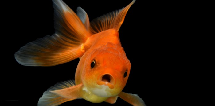  Goldfish/Shutterstock