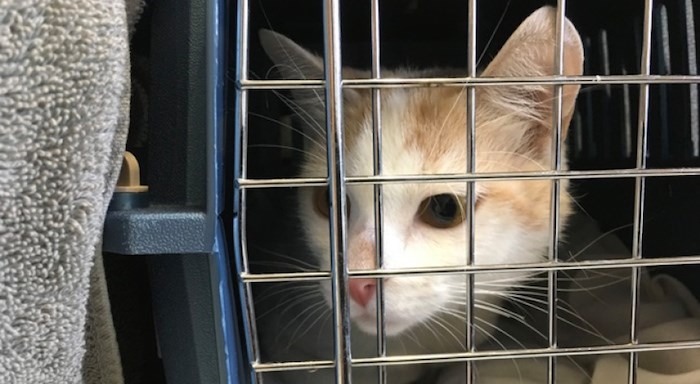  Marsha the calico cat has been evacuated. (Photograph By CONTRIBUTED)
