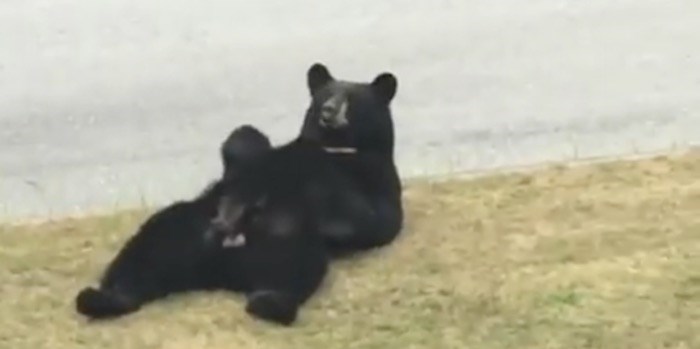  This black bear in Port Coquitlam obviously enjoys taking it easy on a hot summer day.