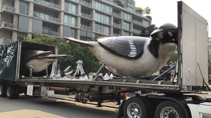  The giant sparrows returned to Olympic Village Tuesday morning. Photo Jessica Kerr