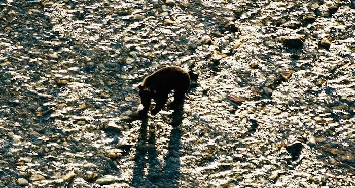  Photo courtesy the Adventure Centre at the Tofino Resort & Marina