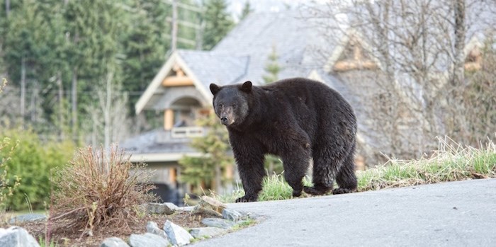  Bear killed: A tagged male black bear (not pictured) was destroyed by conservation officers on Saturday, Aug. 11 after climbing atop a picnic table in Rainbow Park.