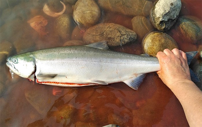 Freshly caught and cleaned Fraser River sockeye salmon. Photo Bob Kronbauer
