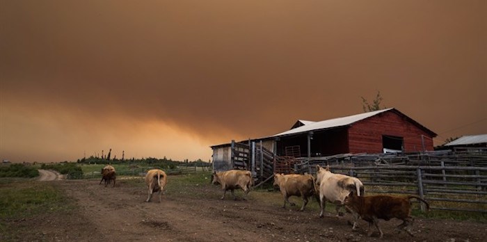  Cattle run on a ranch as the Shovel Lake wildfire burns in the distance sending a massive cloud of smoke into the air near Fort St. James, B.C. on Friday August 17, 2018. THE CANADIAN PRESS/Darryl Dyck