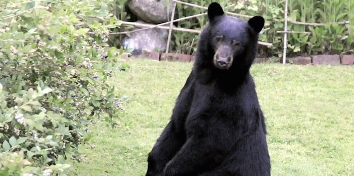  Black Bear in the North Shore area. File photo Mike Wakefield, North Shore News