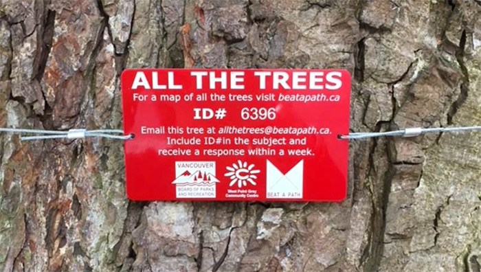  This Horse Chestnut tree is near the West Point Grey Community Centre. Photo Vancouver Park Board