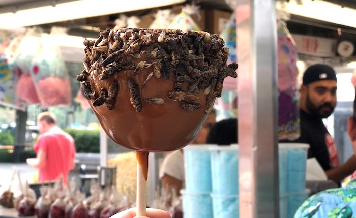  Cricket Caramel Apple (Lindsay William-Ross/鶹ýӳ)