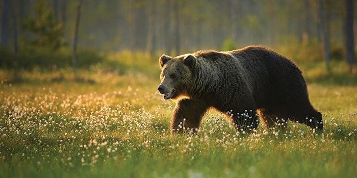  Bear/Shutterstock
