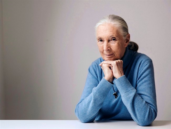  Famed conversationist Jane Goodall will be among the special guests at this year's Vancouver International Film Festival. British primatologist, ethologist, and anthropologist Jane Goodall poses for a portrait to promote the Disneynature film, 