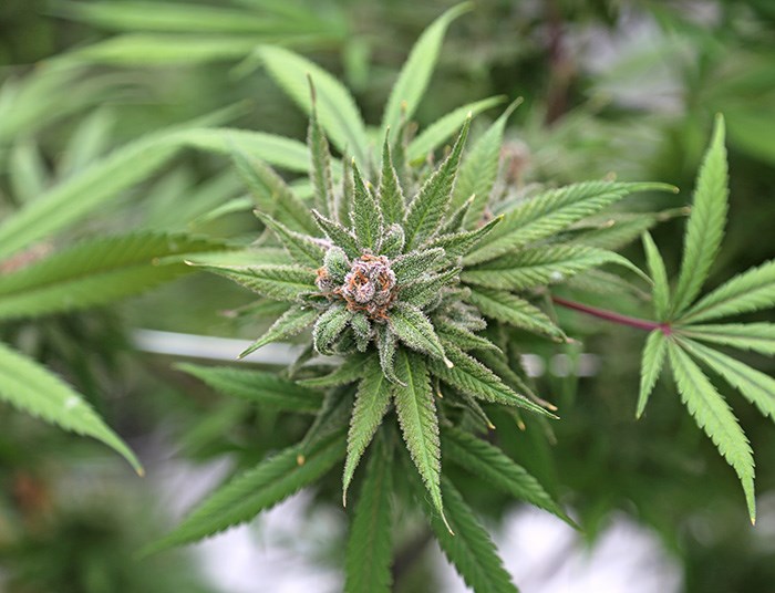  Flowering cannabis a couple of weeks away from being harvested. Photo Bob Kronbauer