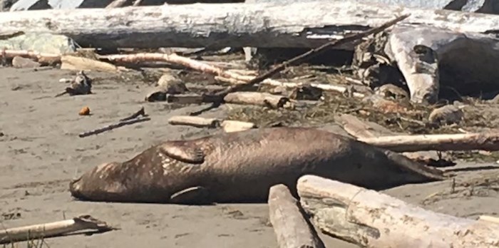  A dead seal was found at the Garry Point Park Monday afternoon. Photo submitted (Richmond News)