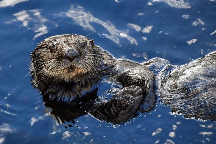  Sea Otter/Pixabay