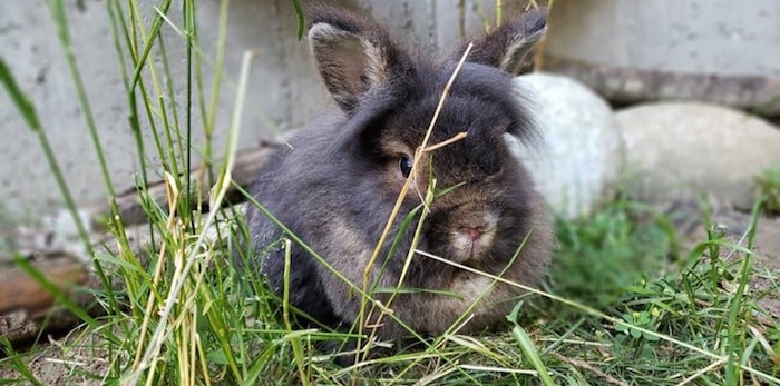  Rabbitats says the new sanctuary will be able to comfortably house 400 rabbits. Photo: Facebook/SAINTS Rescue