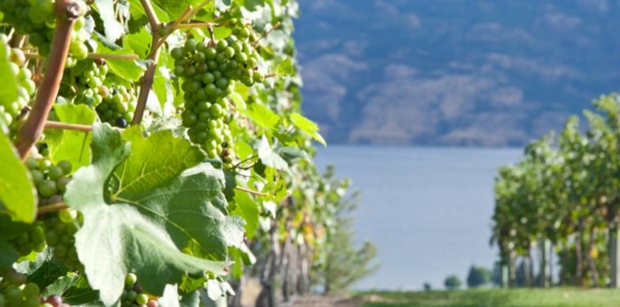  Okanagan vineyard/Shutterstock