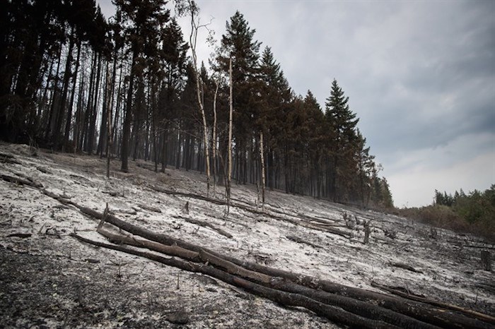  An area burned by the Shovel Lake wildfire is seen near Fort Fraser, B.C., on Thursday, August 23, 2018. The B.C. Wildfire Service says that although wildfires have broken last year's record for the area of land burned, the human impacts have been much lower. THE CANADIAN PRESS/Darryl Dyck