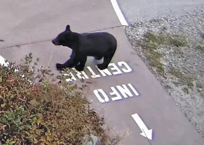  This bear is seen circling the gatehouse near the entrance to Lynn Headwaters Regional Park Thursday morning. The image was taken shortly after the bear chased a jogger along a park trail. image supplied