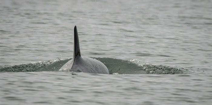  Killer whale J50 is shown off the coast of Washington State in this August 12, 2018 handout photo. THE CANADIAN PRESS/HO - NOAA Fisheries, Katy Foster