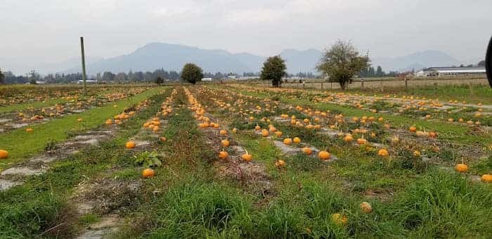  Photo: Petey's Pumpkin Patch / 