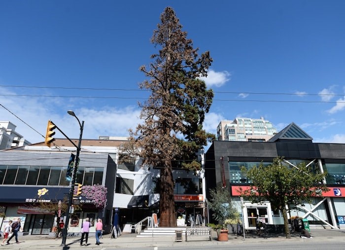  This giant sequoia tree stood for nearly 90 years on West 41st Avenue and was a Kerrisdale landmark. Photo by Jennifer Gauthier