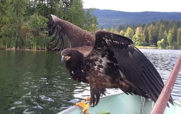  The longer the eagle stayed on the boat, the closer it got to the fishermen. They wonder whether someone in the area had been feeding it. - Derril McKenzie