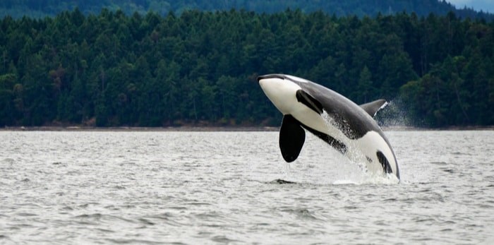  Orca/Shutterstock