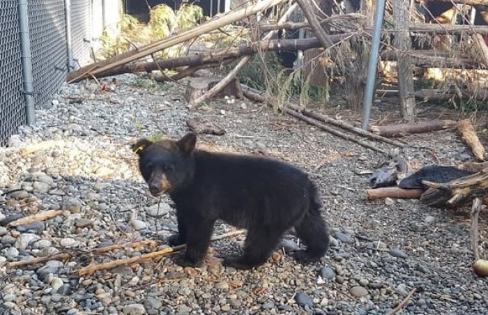  Cedar has a new home at the Critter Care Wildlife Society centre.