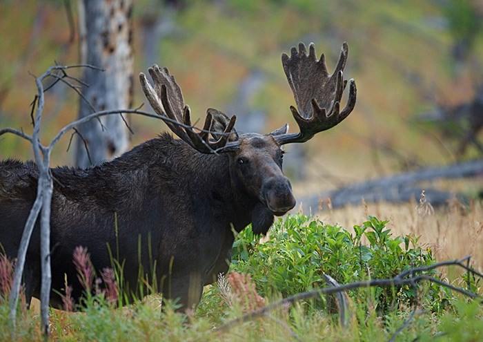  An unrelated moose/Shutterstock