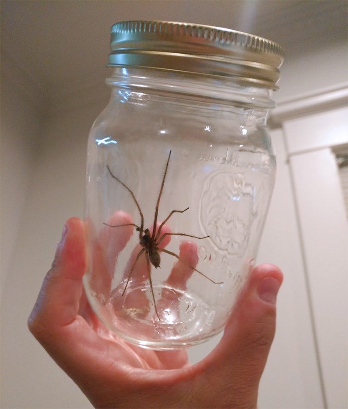  This spider is so large it made a clicking noise as it ran across the floor. Photo Bob Kronbauer