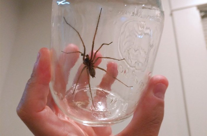  A Giant House Spider recently caught in Vancouver. Photo Bob Kronbauer