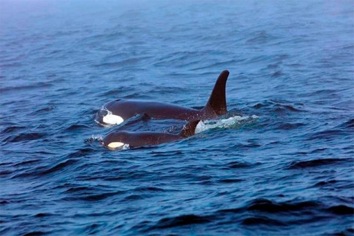  Southern Resident killer whale J50 and her mother, J16, are seen off the west coast of Vancouver Island near Port Renfrew, B.C., on August 7, 2018 in this handout photo. Scientists are reporting progress in the race to help an emaciated and endangered West Coast killer whale in the waters of the Salish Sea. Biologists with the National Oceanic and Atmospheric Association in the United States have tweeted that the team caught up with J50 and her pod near San Juan Island off Washington state. They were able to obtain a breath sample from the juvenile female orca to help assess any infection she might have and they also administered a dose of antibiotics. THE CANADIAN PRESS/HO - Fisheries and Oceans Canada - Brian Gisborne