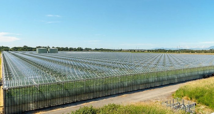  A large-scale marijuana greenhouse operation in East Ladner has been given the go-ahead to grow even more. (File photo/Delta Optimist)