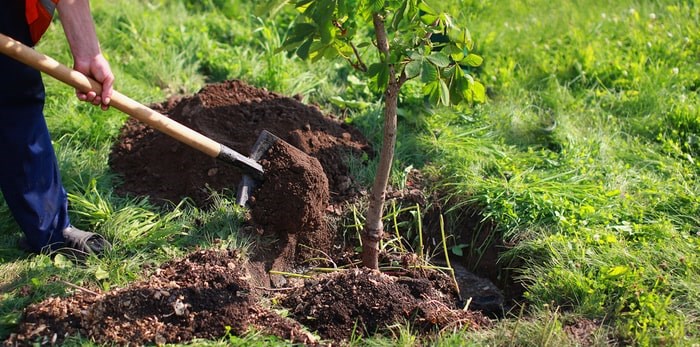  Tree planting/Shutterstock