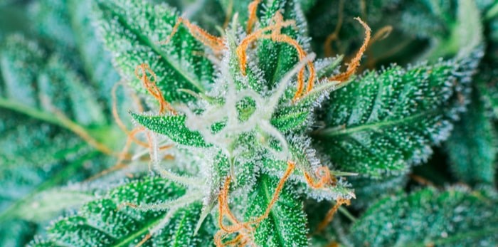  Cannabis/Shutterstock