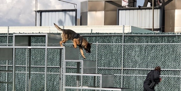  Const. Courtney Srigley puts police service dog Hank through his paces ahead of this weekend’s 2018 Canadian Police Canine Association Trials, which is being held in Vancouver this weekend. Photo Jessica Kerr