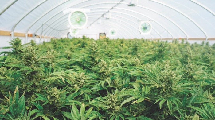  Cannabis in greenhouse/Shutterstock