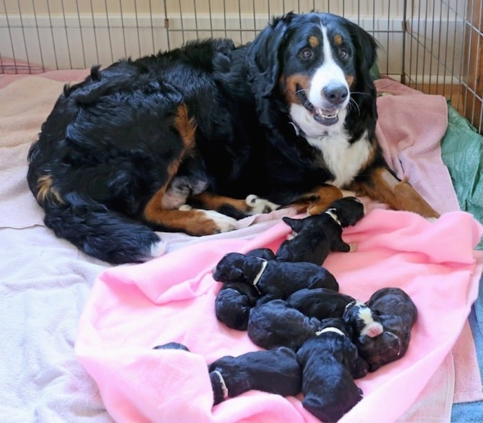  Pretty Girl and puppies (Adrian Lam/Times Colonist)