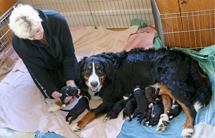  Pretty Girl and puppies (Adrian Lam/Times Colonist)
